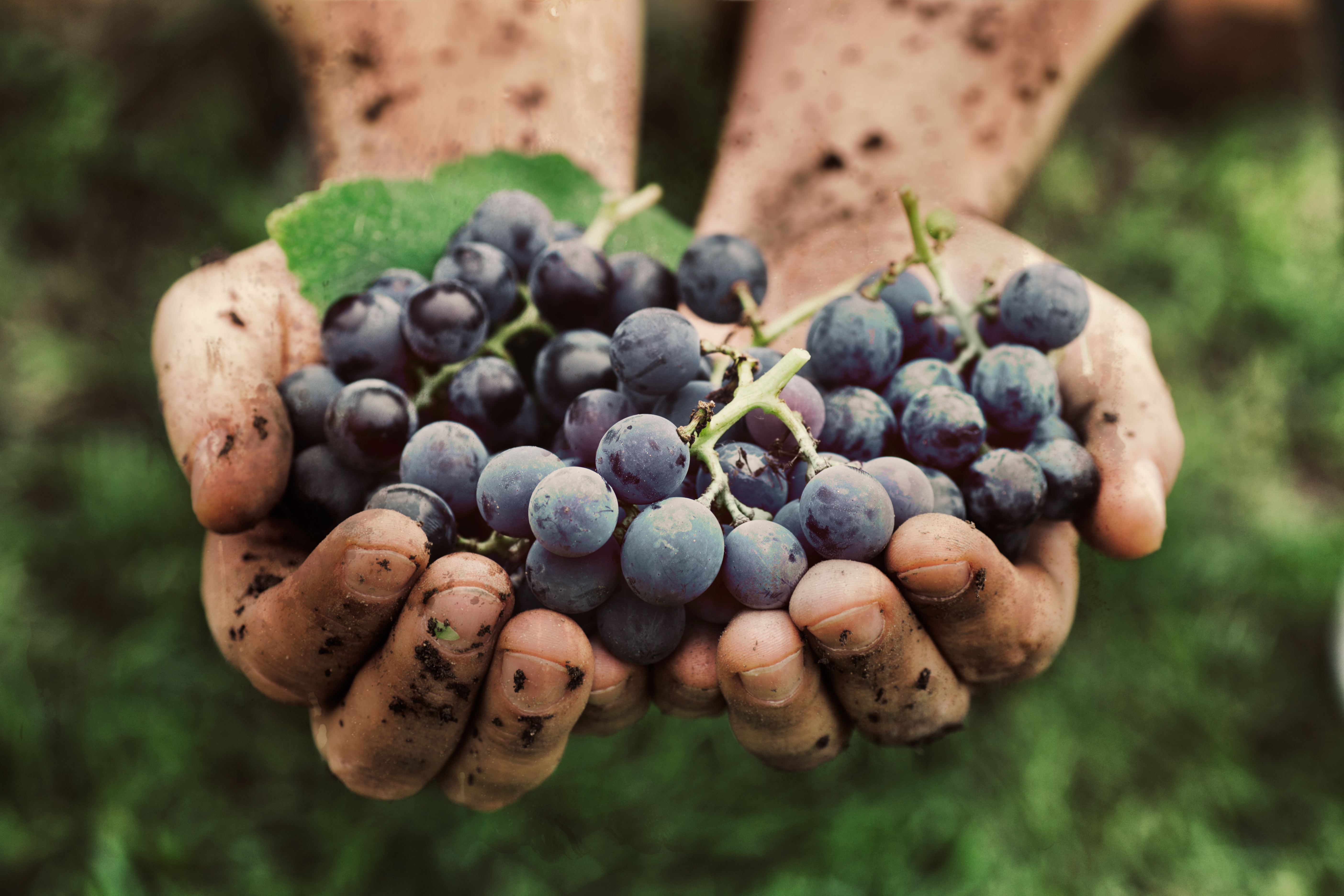Natural Wine grapes in dirty hands