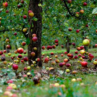 Wholesale Cider