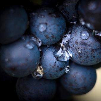 Non-Alcoholic Wine